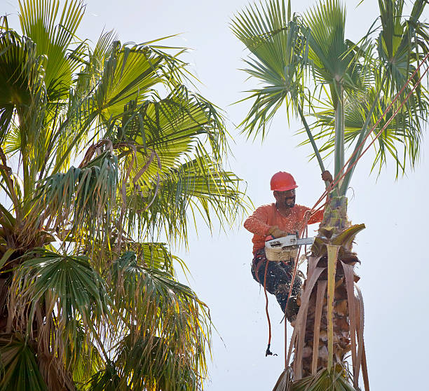 Reliable Frankfort Square, IL Tree Removal Solutions